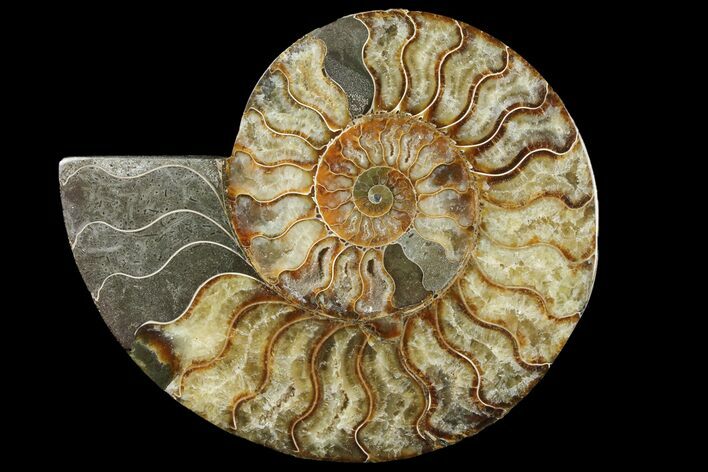 Gorgeous Split Ammonite Half - Agatized #94203